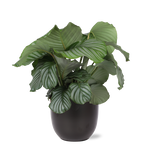 Calathea Orbifolia - 70cm - Ø21cm - in diverse kleuren Boule pot | Calathea