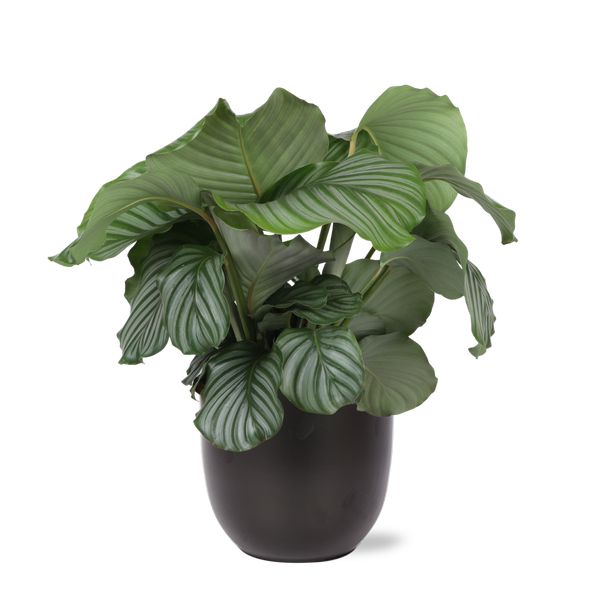 Calathea Orbifolia - 70cm - Ø21cm - in diverse kleuren Boule pot | Calathea