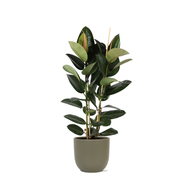 Ficus Elastica Robusta - 110cm - Ø24cm in Boule pot | Ficus