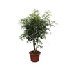 Ficus Benjamina Exotica vertakt - 190cm - ø50cm | Ficus - Grote Kamerplanten