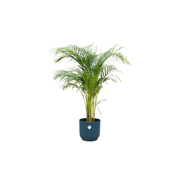 Combi deal - Areca palm - 140 cm - Ø30 cm - in Elho Vibes Fold Round | Kamerplant