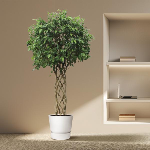 Ficus Benjamina Exotica gevlochten stam - 250 cm - ø55 cm | Ficus - Grote Kamerplant