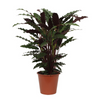 Calathea Wavestar - 80cm - Ø19cm  | Calathea