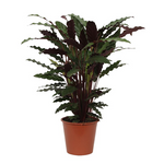 Calathea Wavestar - 80cm - Ø19cm  | Calathea