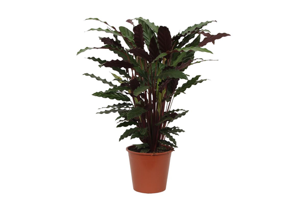 Calathea Wavestar - 80cm - Ø19cm  | Calathea