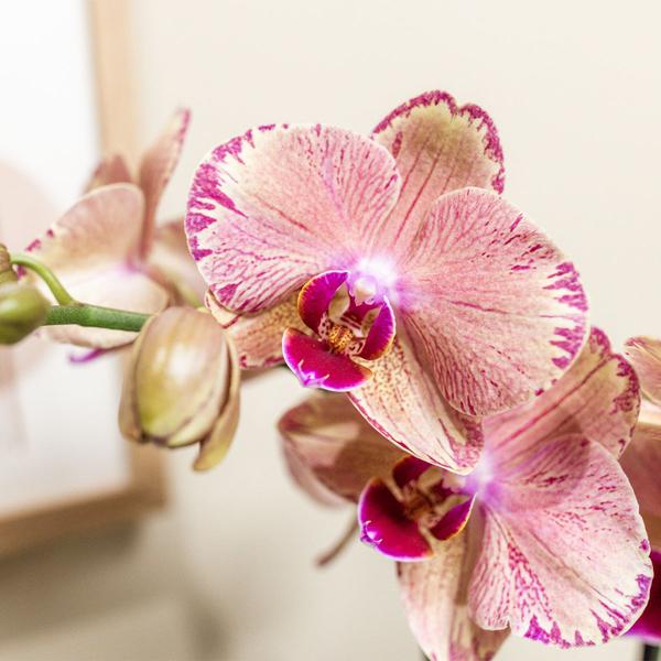 Orchidee | Oranje roze Phalaenopsis orchidee - Jewel Pirate Picotee - potmaat Ø12cm