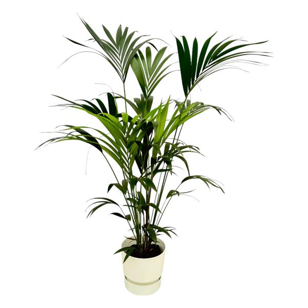 Kentia palm - in Elho Greenville Round pot - 160 cm - Ø30 cm | Palm