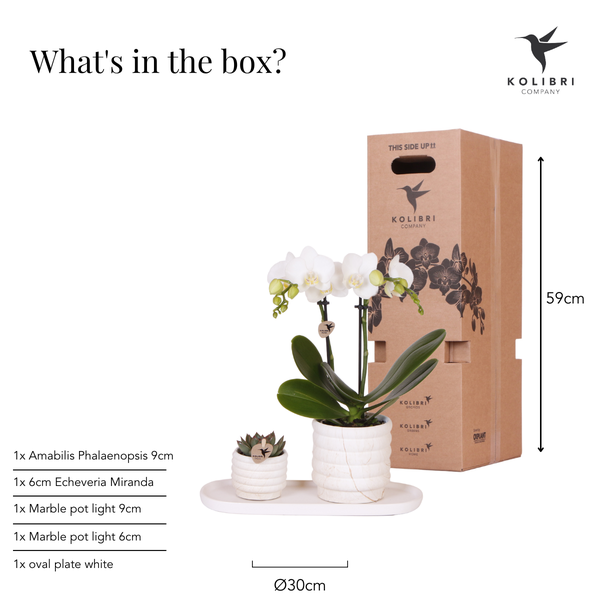 Luxe Plantenset Slow Living Small – Witte Orchidee & Succulent | Elegantie in je Interieur