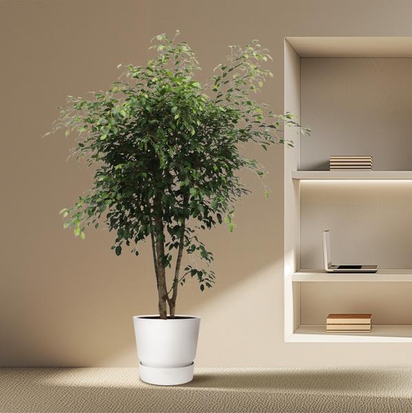 Ficus Benjamina Exotica vertakt - 190cm - ø50cm | Ficus - Grote Kamerplanten