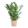 Zamioculcas Zamiifolia in Sofia mand naturel  - 80cm - Ø21 cm | Robuuste ZZ-plant