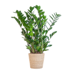 Zamioculcas Zamiifolia in Sofia mand naturel  - 80cm - Ø21 cm | Robuuste ZZ-plant