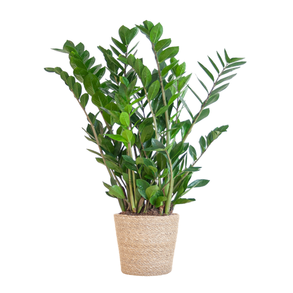 Zamioculcas Zamiifolia in Sofia mand naturel  - 80cm - Ø21 cm | Robuuste ZZ-plant