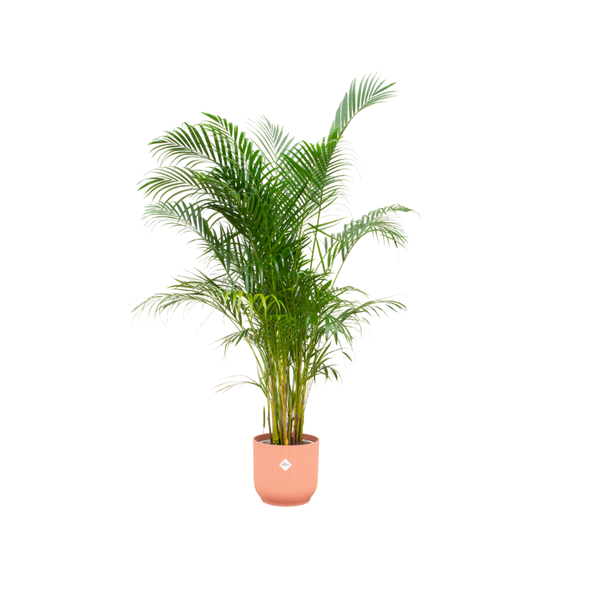 Combi deal - Areca palm 160 cm - Ø30 cm - in Elho Vibes Fold Round | Kamerplant