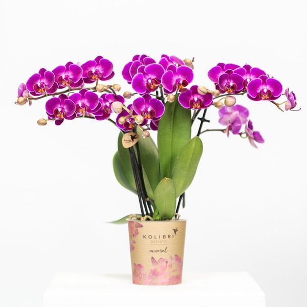 Orchidee | Paarse Phalaenopsis orchidee - Morelia - potmaat Ø9cm