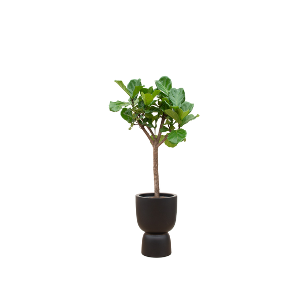 Ficus Lyrata boom inclusief Elho Pure Coupe Pot - 210 cm - Ø41