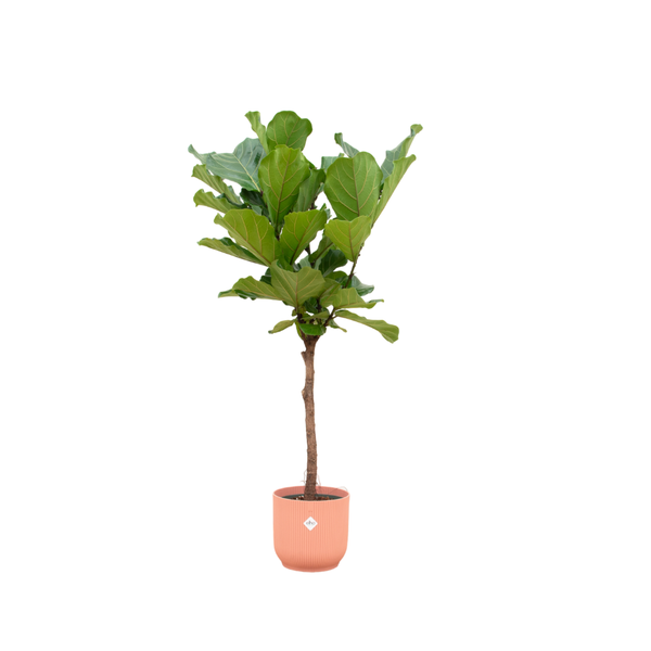 Ficus Lyrata op stam inclusief pot Elho Vibes Fold Round blauw 170 cm - Ø30