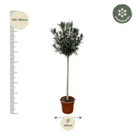 Nerium Oleander op stam met witte bloem - 170cm en 200cm