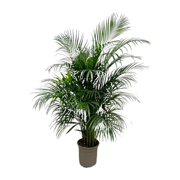 Areca palm - (Dypsis Lutescens) - 150 cm - ø24 cm  | Palm