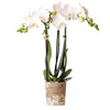 Orchidee | Witte Phalaenopsis orchidee - Amabilis - potmaat Ø9cm