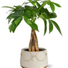 Pachira Aquatica - 12 cm - Gevlochten in Pot Bril - Goud  | Geldboom