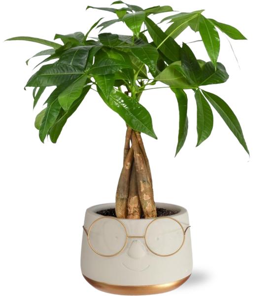 Pachira Aquatica - 12 cm - Gevlochten in Pot Bril - Goud  | Geldboom