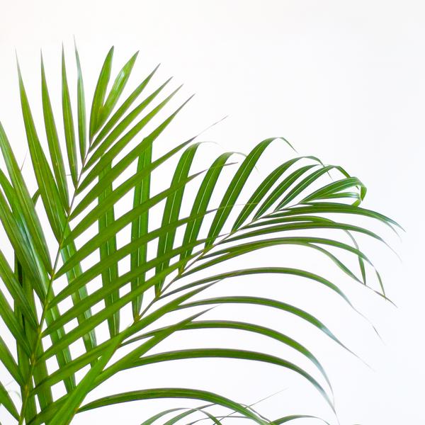 Areca Palm (Dypsis) - 100 cm - Ø21 cm - in Lissabon mand | Kamerplanten