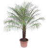 Phoenix Roebelinii - 200 cm - ø40 cm | Elegante Dadelpalm voor Binnen en Buiten