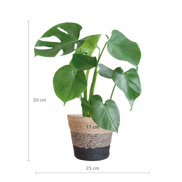 Monstera Deliciosa | in Lissabon mand wit of zwart - 50 cm - Ø17 cm