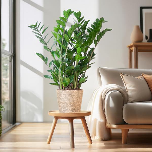 Zamioculcas Zamiifolia in Sofia mand naturel  - 80cm - Ø21 cm | Robuuste ZZ-plant