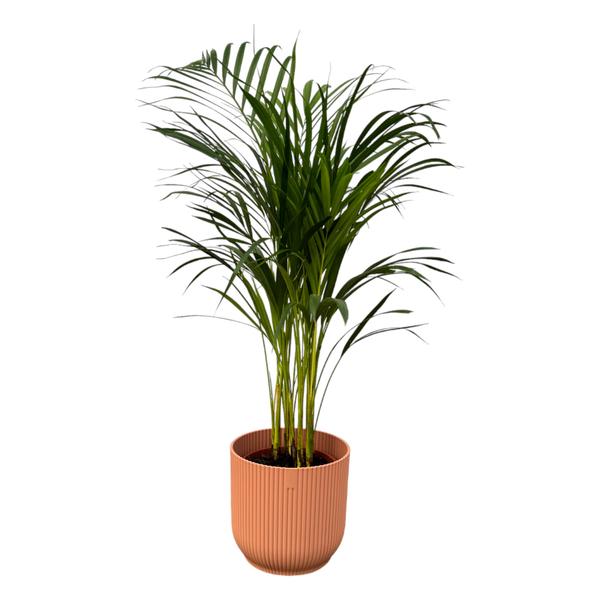 Areca palm - 85 cm - Ø19 cm - in Elho Vibes Fold Round pot | in stijlvolle kleuren