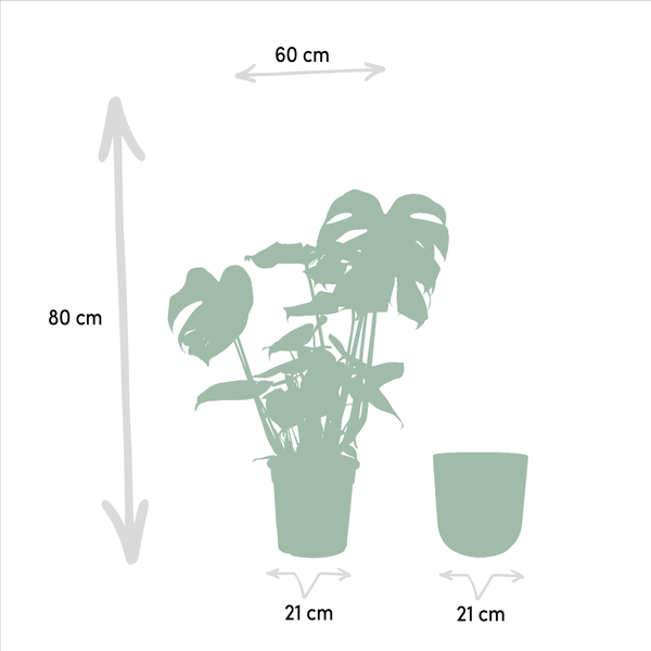 Monstera Deliciosa | 80cm - Ø21cm - inclusief Pot Mayk Lead