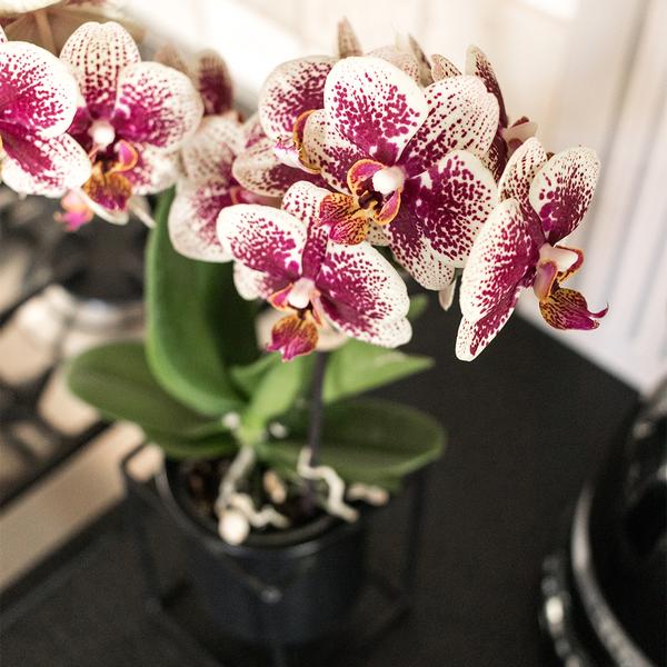 Orchidee | Geel rode Phalaenopsis orchidee - Spain - potmaat Ø9cm