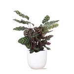 Calathea Makoyana - 70cm - Ø21cm - in verschillende kleuren Boule pot | Calathea