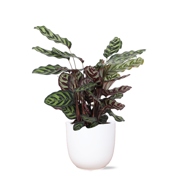 Calathea Makoyana - 70cm - Ø21cm - in verschillende kleuren Boule pot | Calathea