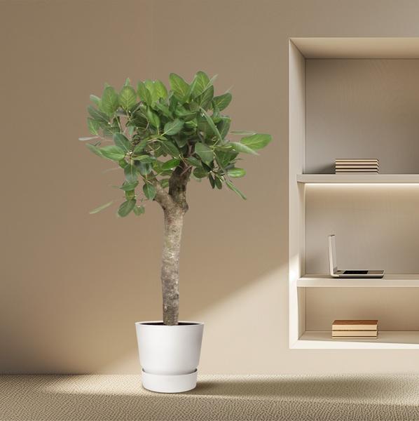 Ficus Benghalensis Boom - 150 cm - ø34 cm | Ficus - Grote Kamerplant