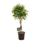 Ficus Benjamina Exotica - 120 cm - Ø27 cm | Ficus - Kamerplanten