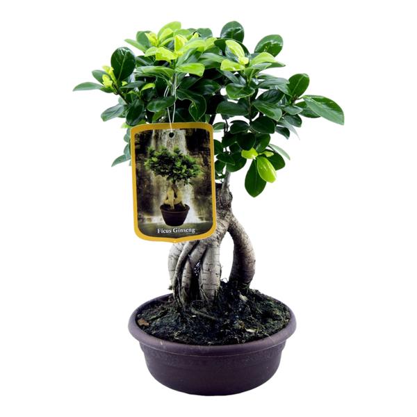 Ficus Microcarpa Ginseng - 30 cm - Ø17 cm | Ficus - Kamerplant