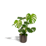 Monstera Deliciosa | 80cm - Ø21cm - inclusief Pot Mayk Lead