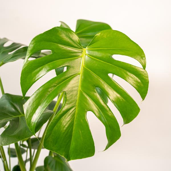 Monstera Deliciosa | 80cm - Ø21cm - inclusief Pot Mayk Lead