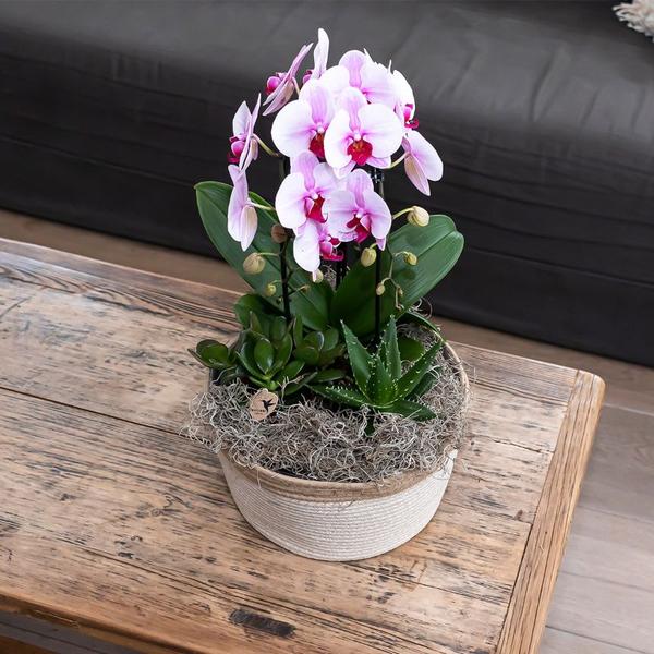 Orchidee | Roze Phalaenopsis orchidee - Niagara Fall  - potmaat Ø9cm