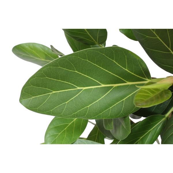 Ficus Benghalensis Boom - 150 cm - ø34 cm | Ficus - Grote Kamerplant