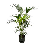 Kentia palm - in Elho Greenville Round pot - 160 cm - Ø30 cm | Palm