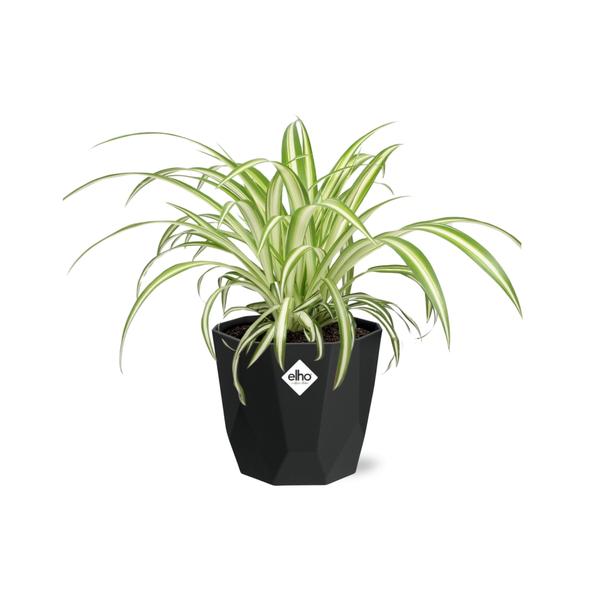 Chlorophytum Comosum Variegatum - 14 cm - in Elho b.for rock pot | Graslelie