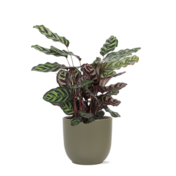 Calathea Makoyana - 70cm - Ø21cm - in verschillende kleuren Boule pot | Calathea