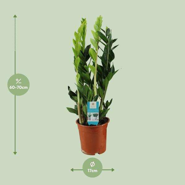 Zamioculcas Zamiifolia - 65 cm - Ø17 cm | ZZ-plant