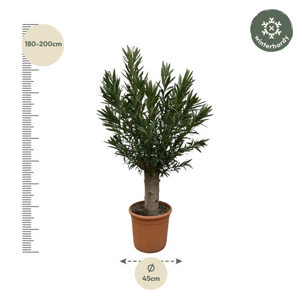 Nerium Oleander Bonsai - 190cm - ø45 - De Mediterrane Bonsai