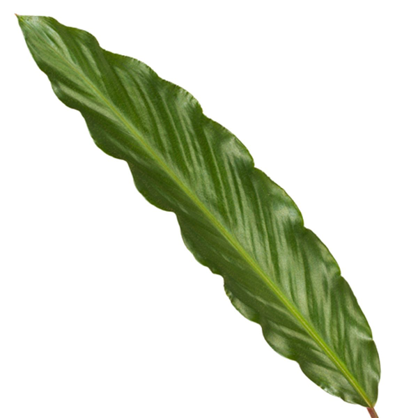 Calathea Wavestar - 80cm - Ø19cm  | Calathea