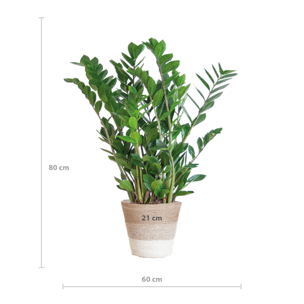 Zamioculcas Zamiifolia met Mand Lissabon - 80 cm - Ø21 cm | ZZ-plant