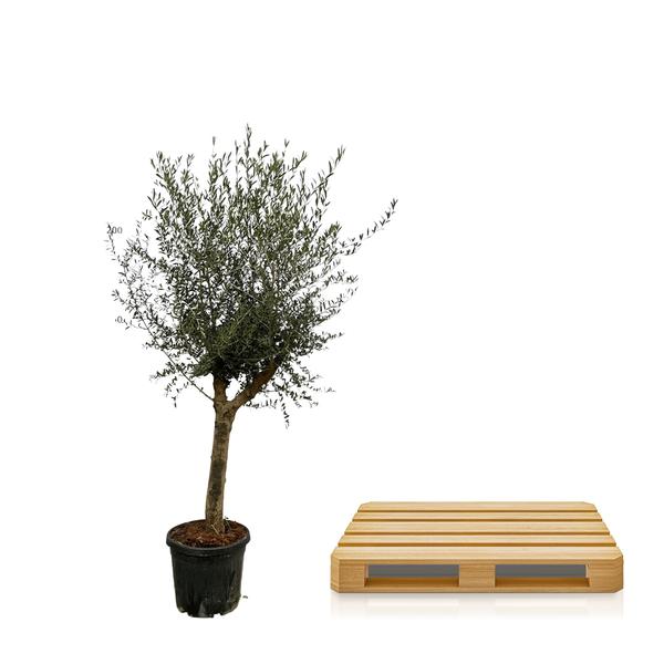 Olijfboom Olea Europaea Lorc - 200 cm - Ø45cm