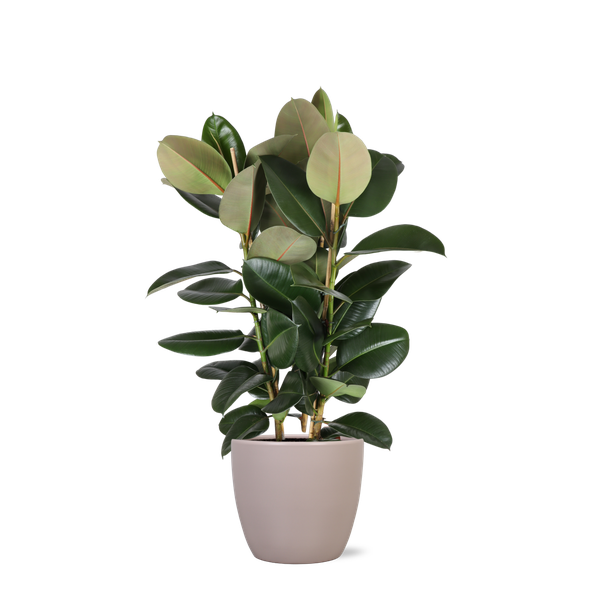 Ficus Elastica Robusta - 115cm - Ø27cm - in Boule pot | Ficus